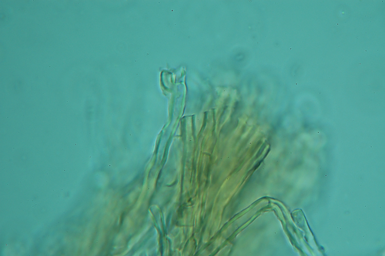 Crosta macchiata....- foto 6914 (Rigidoporus sanguinolentus)